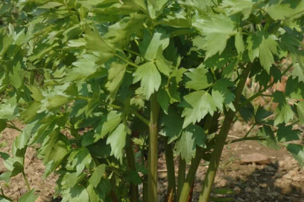 Лекарство и приправа на одной грядке: посадите любисток в саду