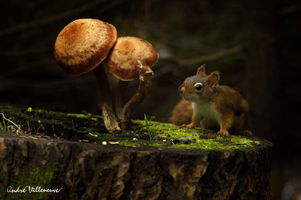 Фотография забавная жизнь белок Andre Villeneuve Фотография забавная жизнь белок Andre Villeneuve