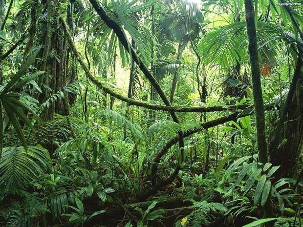Amazonas12 Amazonas12 Большое фотопутешествие по лесам Амазонки