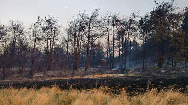 В Турции международный аэропорт Измира приостановил работу из-за лесных пожаров