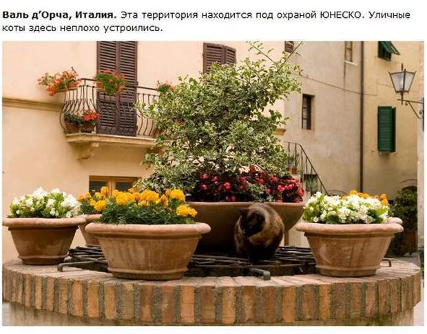 Города котиков (28 фото)
