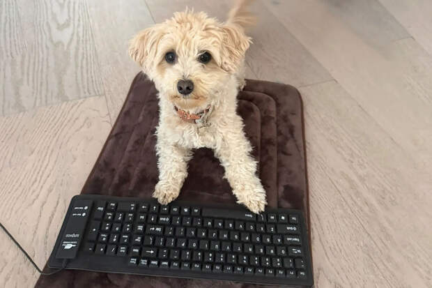 Экс-инженер Oculus обучил собаку программировать и создавать игры с помощью ИИ