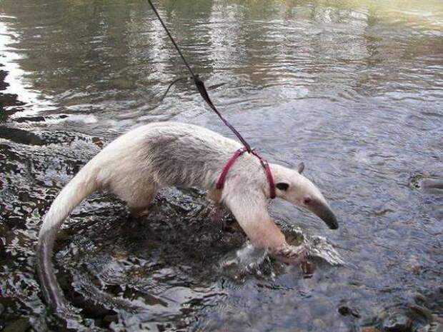 strange pet walking01