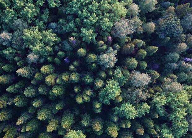 Фотоконкурс National Geographic Россия: Леса Фотоконкурс National Geographic Россия: Леса