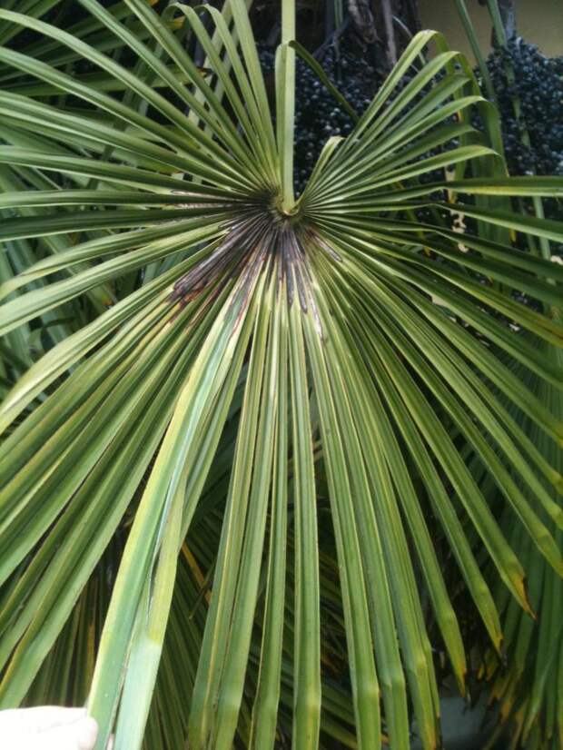 Пальма трахикарпус: описание, уход, выращивание и особенности