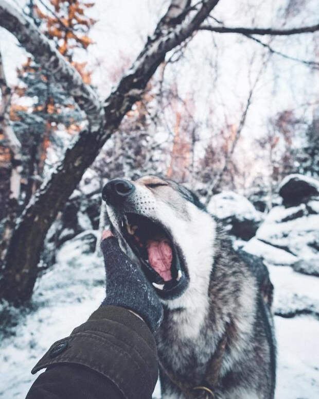 Парень вывел хэштег #FollowMeTo на новый уровень, используя для этого свою собаку Парень вывел хэштег #FollowMeTo на новый уровень, Хонза Регачек, Honza Řeháček, собака по кличке Ситке