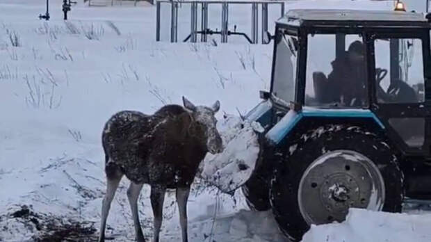 Татарстанда кар көртендә батып калган ике пошины коткарганнар