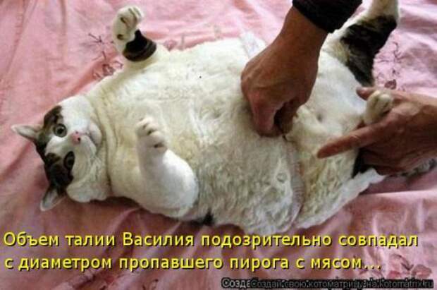 Котоматрицы(картинки с надписями)