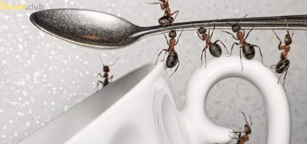 Как избавиться от муравьев в квартире домашними средствами