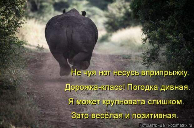Лучшие котоматрицы недели