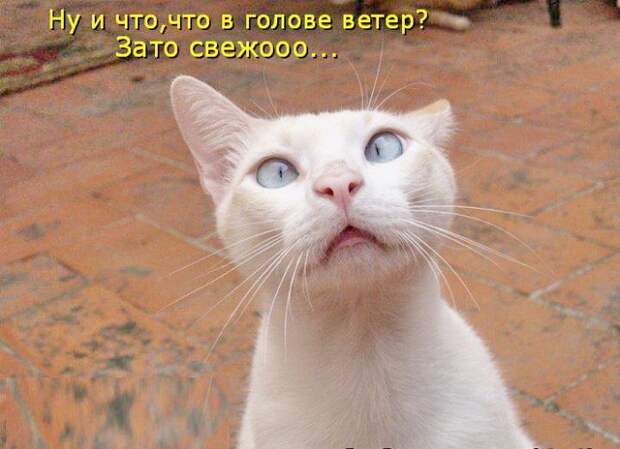 Котоматрица