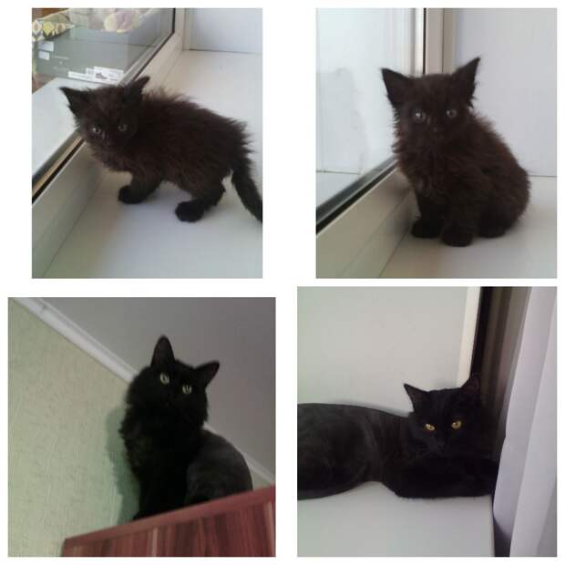 черный котенок