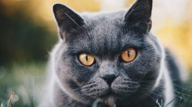 Недостатки британских кошек, о которых не говорят заводчики