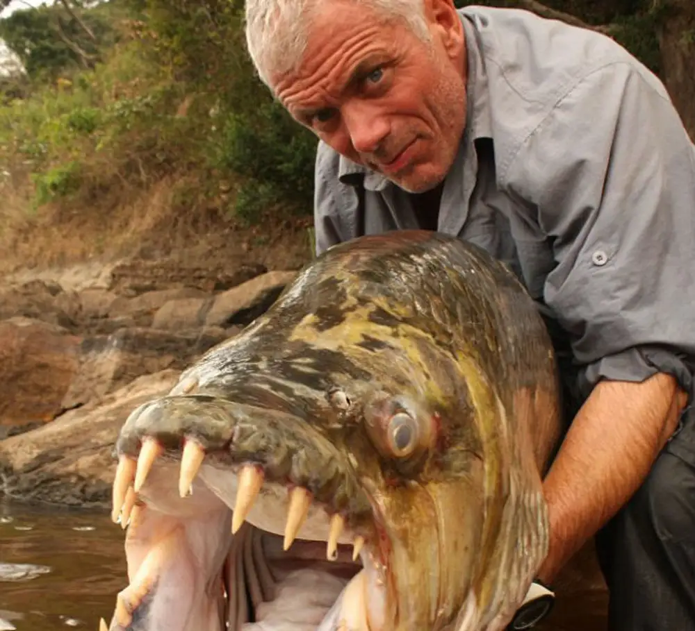 Самый опасный речной хищник. Рыба тигр Голиаф. Большая тигровая рыба Hydrocynus Goliath.