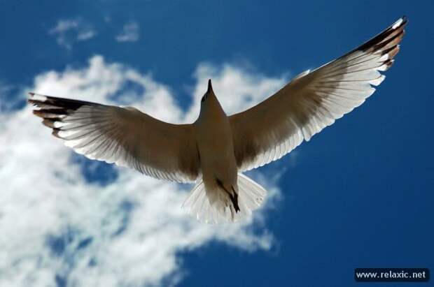 nature_027