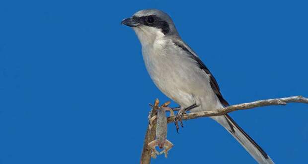 A photo of a loggerhead shrike, a small gray bird with a black mask and a white stomach, perched on a branch against a blue sky. It is holding a dead lizard with its foot.