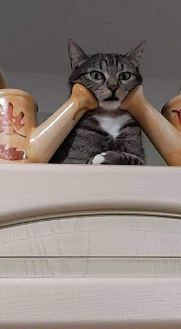 Уморительные котейки, которые сломались