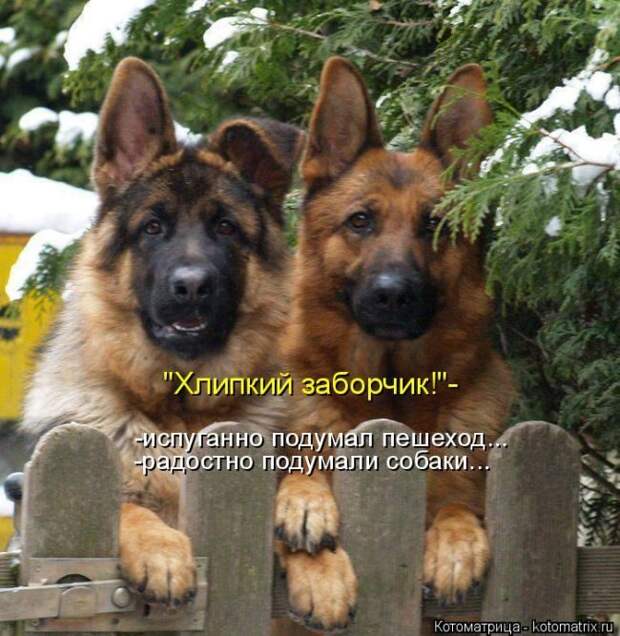 Лучшие котоматрицы недели