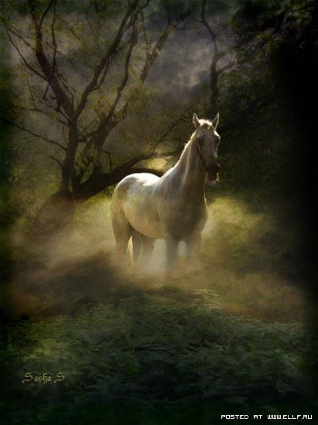 Белая лошадь ночью. Лошадь в лесу. Лошадь в тумане. Белая лошадь в лесу. Единорог в тумане