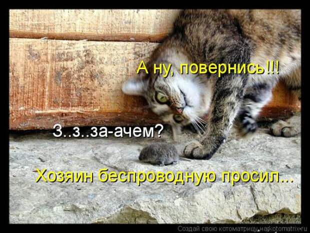 Лучшие котоматрицы недели (50 фото)