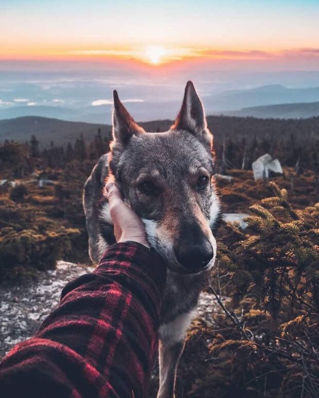 Парень вывел хэштег #FollowMeTo на новый уровень, используя для этого свою собаку Парень вывел хэштег #FollowMeTo на новый уровень, Хонза Регачек, Honza Řeháček, собака по кличке Ситке