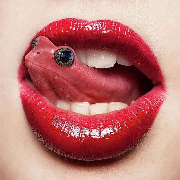 Мастера фотошопа Фотошоп мастер, Природа, Животные, Фотография, Длиннопост
