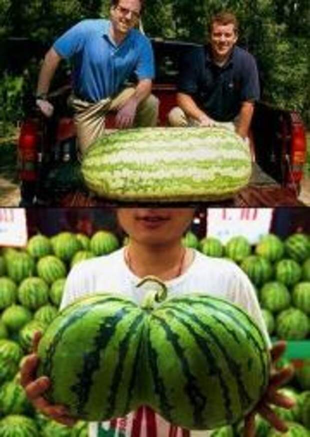 Необычные арбузы Необычные арбузы