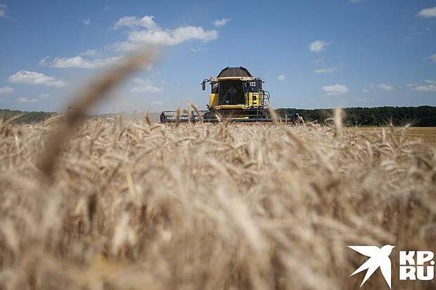 В России собирают рекордные урожаи зерна