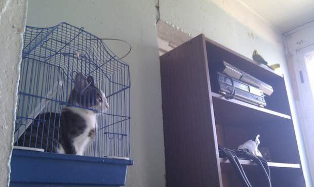 20 мест, в которых не должно было быть кота, но вот он (20 фото)