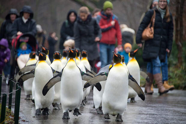 Королевские пингвины ходят по зоопарку в Базеле, Швейцария