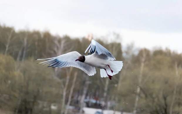 В Рязанской области 18 марта ждут температурные качели в 18°С