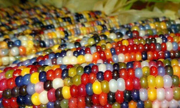 Индейские фермеры вырастили разноцветную кукурузу кукуруза, растения, новинка, фермер, фишка