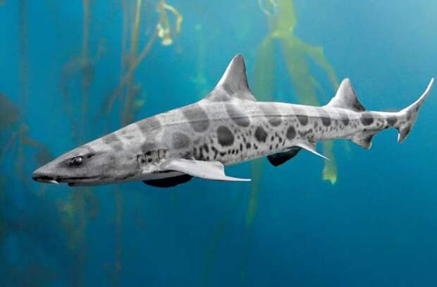 Интересные факты про акул: описание, характеристики и фото