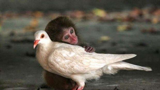 Потрясающие снимки удивительной дружбы животных разных видов. Это так мило!