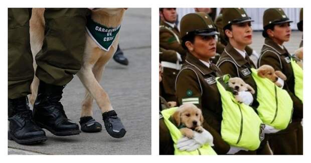 Чилийские полицейские вышли на парад с песиками в ботиночках и порвали мимиметр зрителей Chilean Military Parade, Puppies, Santiago, ynews, парад, чили, щенки
