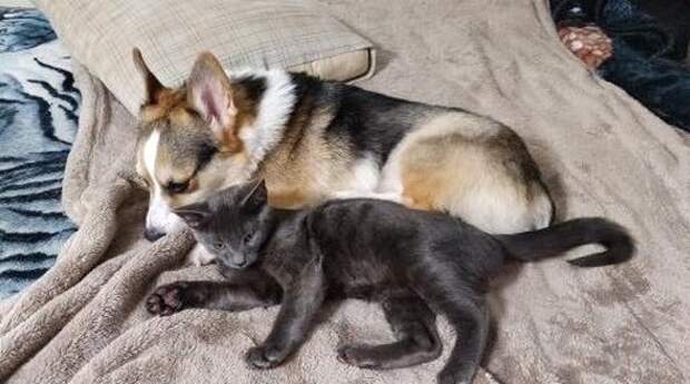 помощь уличному котенку кот дружит с собакой