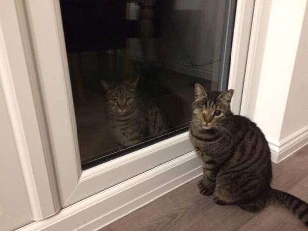 Думаете, отражение? Нет, это второй кот за дверью в мире, животные, здания, иллюзии, иллюзия, интересное, люди