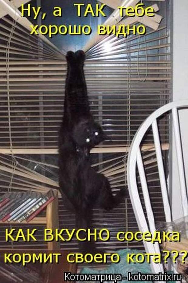Отличная коллекция котоматриц (25 шт)