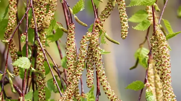 Иммунолог дал рекомендации аллергикам в период цветения берёзы
