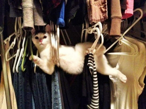 Смешные коты вновь попали в объектив фото камер