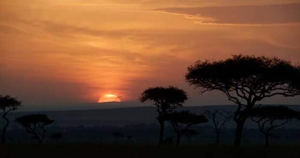 The Lion King Teaser