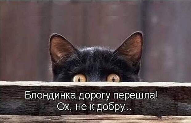 кот и блондинка