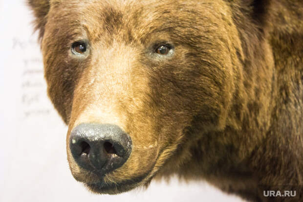 В Пермском крае на жителя напал медведь. «Оторвал ухо, прокусил ногу»