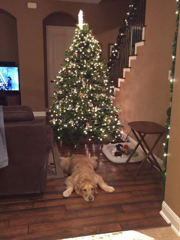 My Uncle's Golden Retriever Likes To Go Into What I Refer To As 