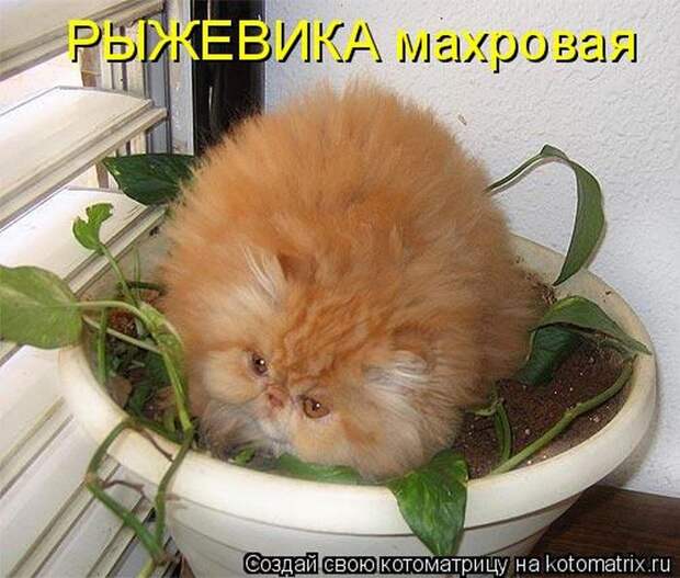 Лучшие котоматрицы недели (50 фото)