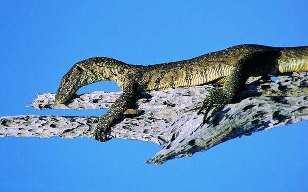 Интересные факты о пресмыкающихся, Рептилия на дереве