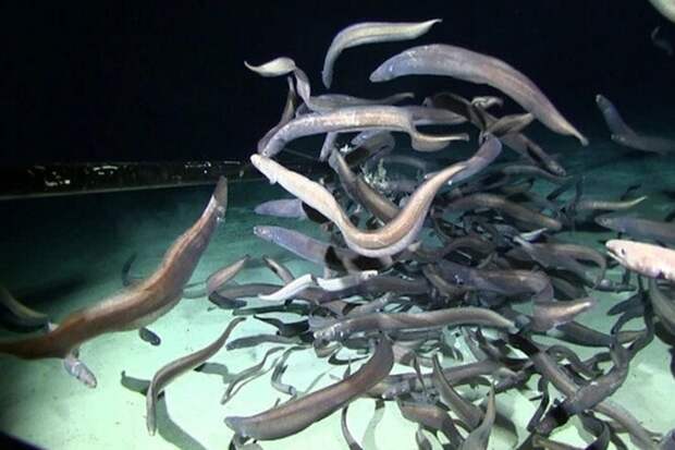 Ученые обнаружили самые большие скопления рыбы на глубине