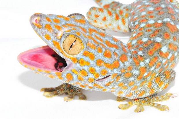 Геккон токи (Gekko gecko)