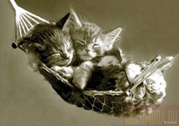Кошки и Котята 18