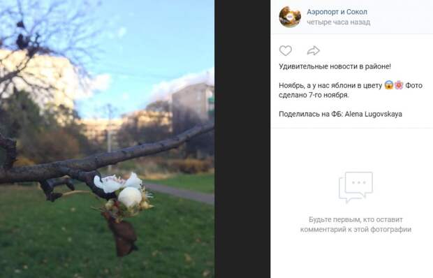 Фото дня: цветение яблони в ноябре